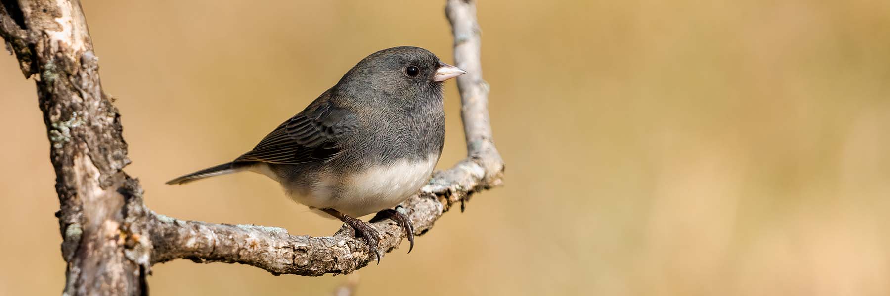 Dark-eyed Junco perched on a twig.