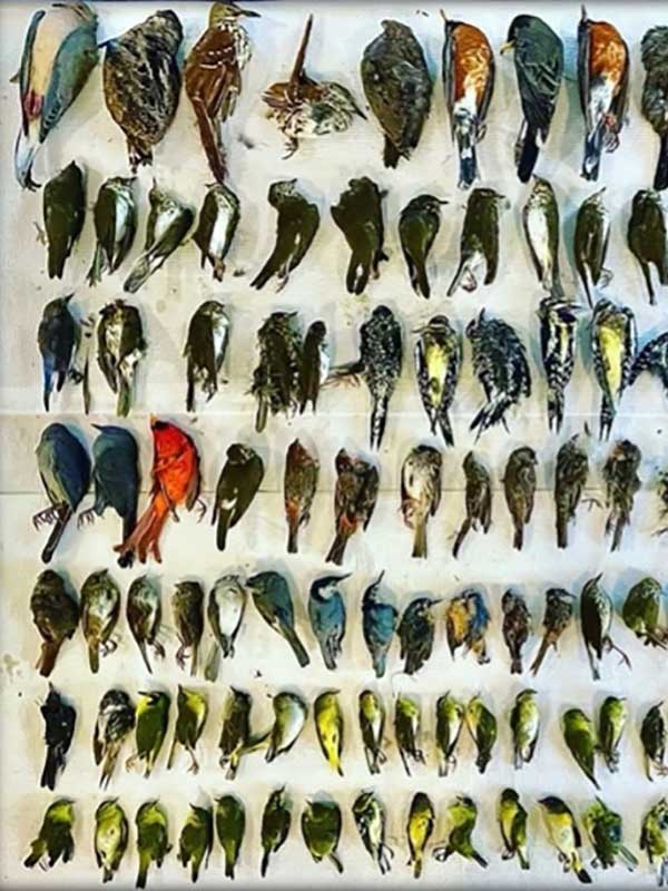 A collection of dozens of dead birds arranged in rows and columns, the birds having been killed by striking windows on IU's campus.