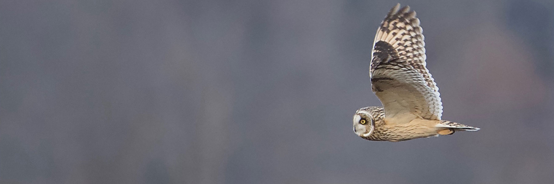 A photo of a barn owl flying through the air.