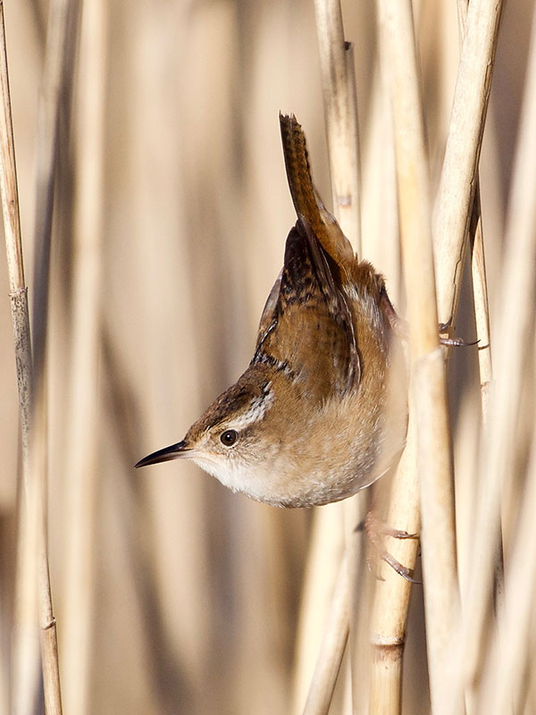 A sedge wren, which poses on some stalks of dry grass.